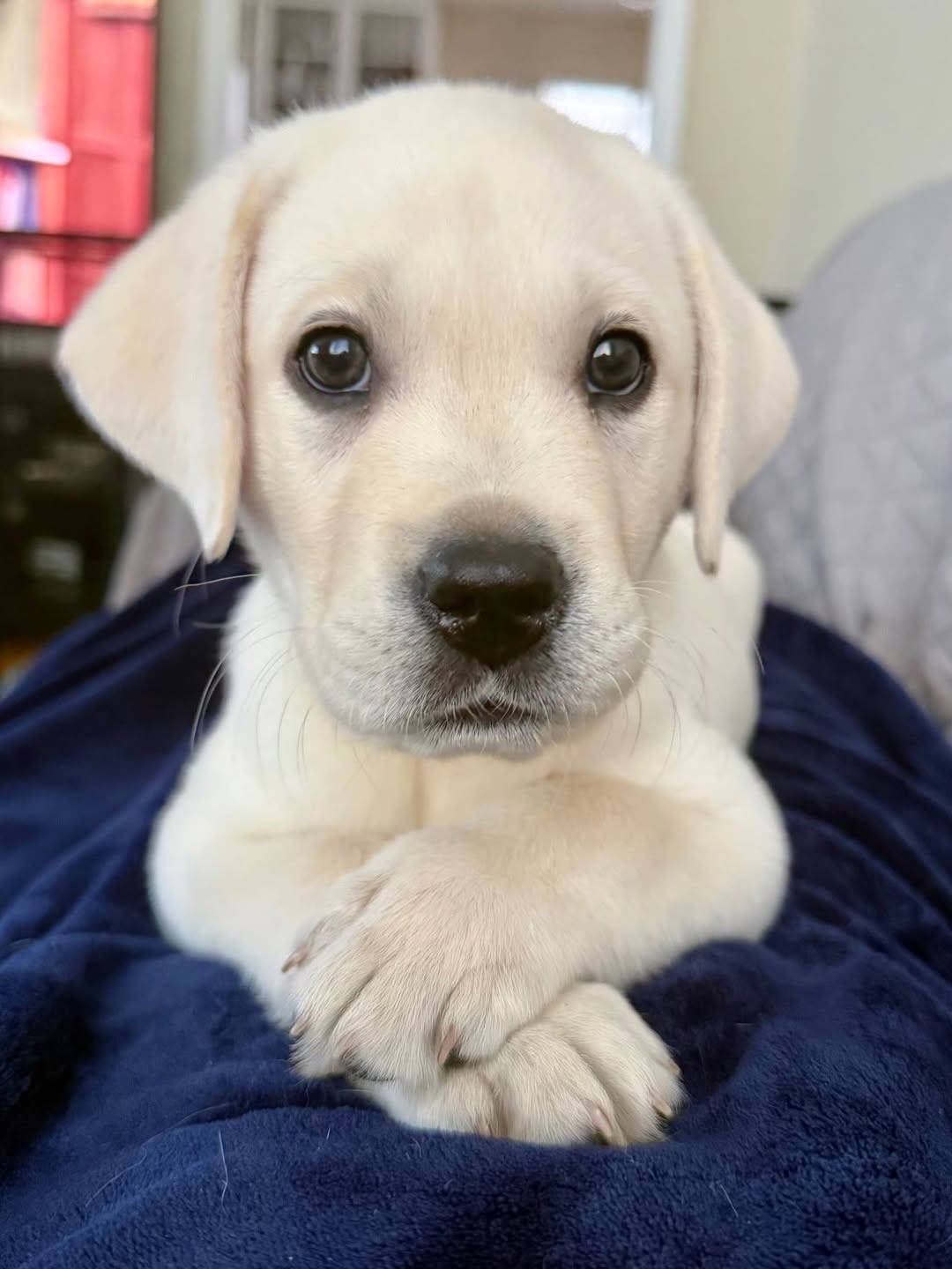 Bryson, a yellow Labrador puppy — photo 1