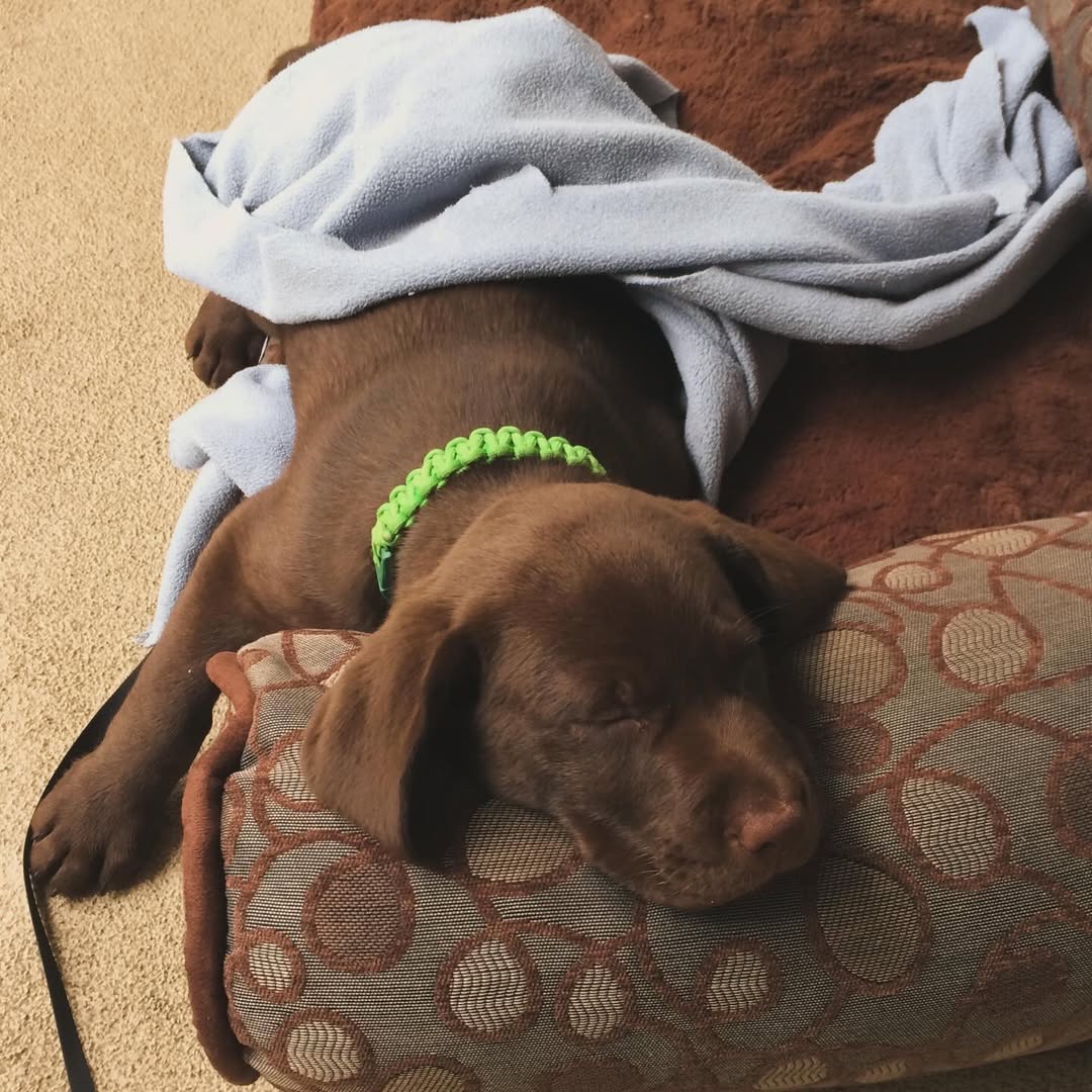 Clive, a chocolate Labrador — photo 1