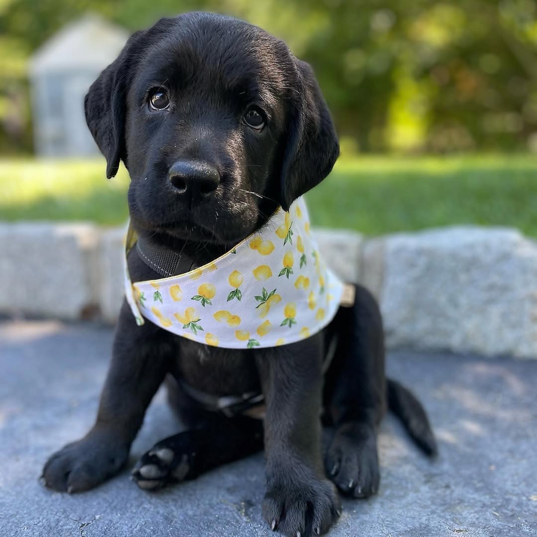Gatsby, a black Labrador puppy — photo 1