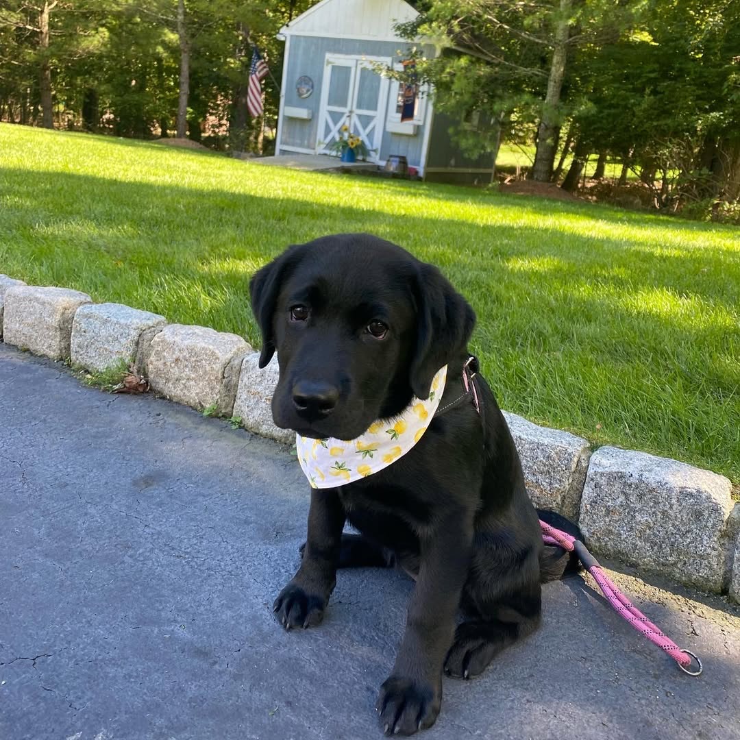 Gatsby, a black Labrador puppy — photo 3
