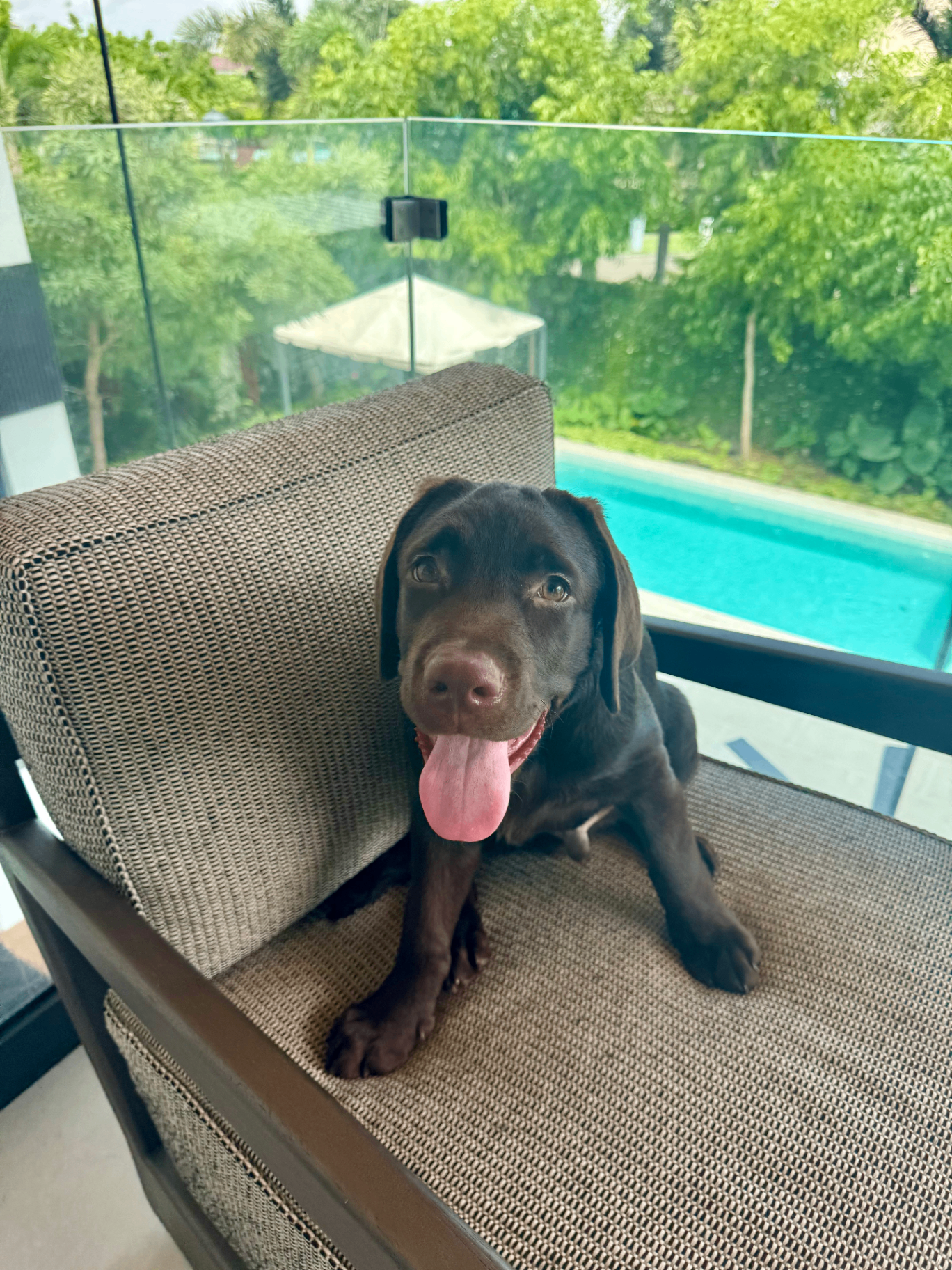 Agustín, a Chocolate Labrador puppy by the pool